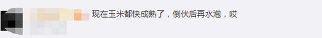 臺風“美莎克”致吉林玉米大面積倒伏，像棉被一樣鋪在地上，減產已成定局(圖3)